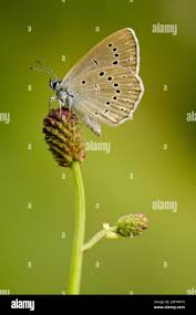 Attēlu rezultāti vaicājumam “Maculinea teleius underside”
