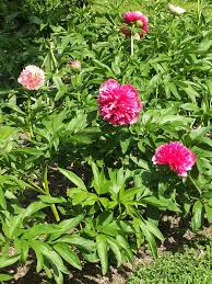 Attēlu rezultāti vaicājumam “Paeoniaceae”