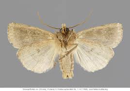 Attēlu rezultāti vaicājumam “Diarsia florida”