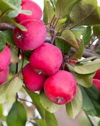 Attēlu rezultāti vaicājumam “Malus purpurea”