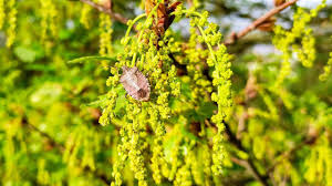 Attēlu rezultāti vaicājumam “Quercus robur male flower”
