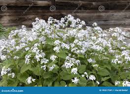 Attēlu rezultāti vaicājumam “Lunaria rediviva bud”