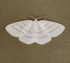 Attēlu rezultāti vaicājumam “Cabera pusaria”