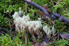 Attēlu rezultāti vaicājumam “Lentaria”