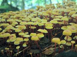 Attēlu rezultāti vaicājumam “Calicium adspersum”