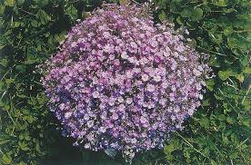 Attēlu rezultāti vaicājumam “Gypsophila muralis fruit”