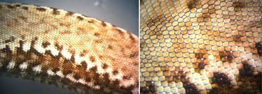 Image result for reptile scales