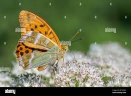 Attēlu rezultāti vaicājumam “Argynnis paphia male”