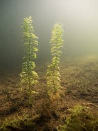 Attēlu rezultāti vaicājumam “Potamogeton perfoliatus leaf”