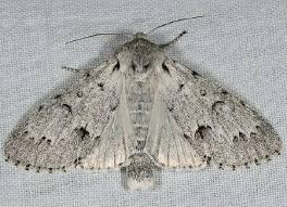 Attēlu rezultāti vaicājumam “Acronicta leporina”