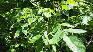 Attēlu rezultāti vaicājumam “Juglans regia leaf”
