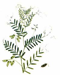 Attēlu rezultāti vaicājumam “Vicia hirsuta fruit”