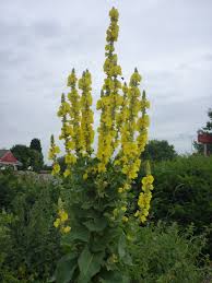 Attēlu rezultāti vaicājumam “Verbascum densiflorum flower”