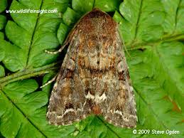 Attēlu rezultāti vaicājumam “Ceramica pisi larva”