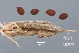 Attēlu rezultāti vaicājumam “Oxalis acetosella fruit”