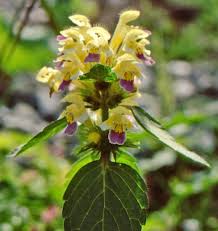 Attēlu rezultāti vaicājumam “Galeopsis speciosa”