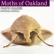 Attēlu rezultāti vaicājumam “Orthosia sp.”