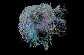 Image result for map of the brain