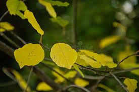 Attēlu rezultāti vaicājumam “Salix caprea leaf”