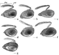 Attēlu rezultāti vaicājumam “Protapion sp.”