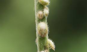 Attēlu rezultāti vaicājumam “Cribraria costata stalked”