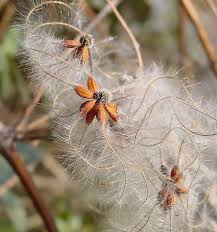 Attēlu rezultāti vaicājumam “Clematis fruit”