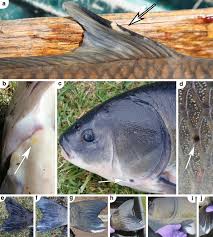 Image result for Ictiobus cyprinellus