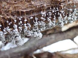 Attēlu rezultāti vaicājumam “Badhamia lilacina macro”