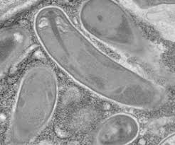 Attēlu rezultāti vaicājumam “Comatricha elegans var. microspora spores”