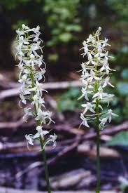 Attēlu rezultāti vaicājumam “Platanthera bifolia flower”