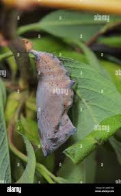 Attēlu rezultāti vaicājumam “Nymphalis xanthomelas underside”