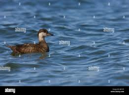Attēlu rezultāti vaicājumam “Melanitta nigra”