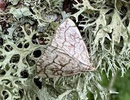 Attēlu rezultāti vaicājumam “Evergestis pallidata”