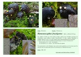 Attēlu rezultāti vaicājumam “Hymenoscyphus fructigenus var. coryli”