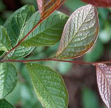 Attēlu rezultāti vaicājumam “Cotoneaster multiflorus leaf”
