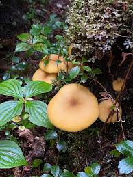 Attēlu rezultāti vaicājumam “Tricholomopsis decora”