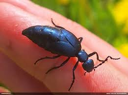 Attēlu rezultāti vaicājumam “Lamproderma debile”