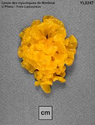 Attēlu rezultāti vaicājumam “Dacrymyces chrysospermus spores”