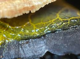 Attēlu rezultāti vaicājumam “Badhamia utricularis stalked”