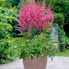 Image result for Astilbe