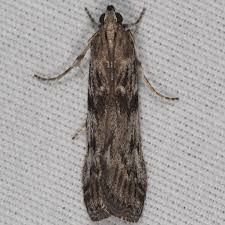 Attēlu rezultāti vaicājumam “Zophodia grossulariella”