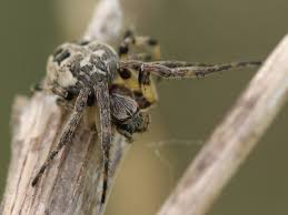 Attēlu rezultāti vaicājumam “Larinioides cornutus female”