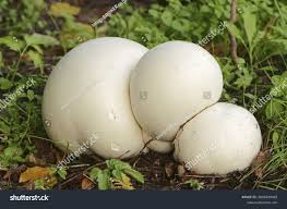 Attēlu rezultāti vaicājumam “Langermania gigantea”