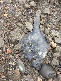 Image result for Liopsetta glacialis