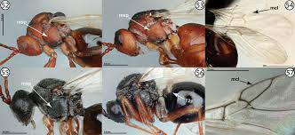 Attēlu rezultāti vaicājumam “Liposthenes glechomae”