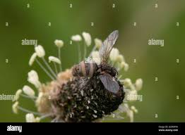 Attēlu rezultāti vaicājumam “Entomophthora”