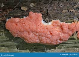 Attēlu rezultāti vaicājumam “Dictydiaethalium plumbeum”