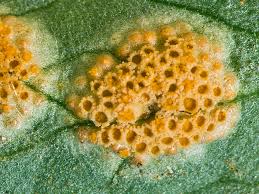 Attēlu rezultāti vaicājumam “Uromyces dactylidis”