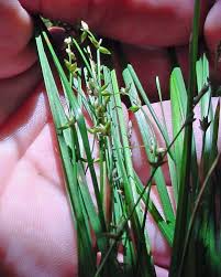 Attēlu rezultāti vaicājumam “Carex disperma”