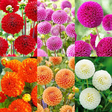 Image result for Dahlia x pinnata `Pompon Lilliput`